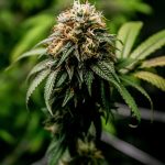 THCA Flower vs. CBD Bud: Unveiling the Differences