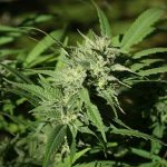 Unlocking THCA Flower’s Anti-Inflammatory Potential