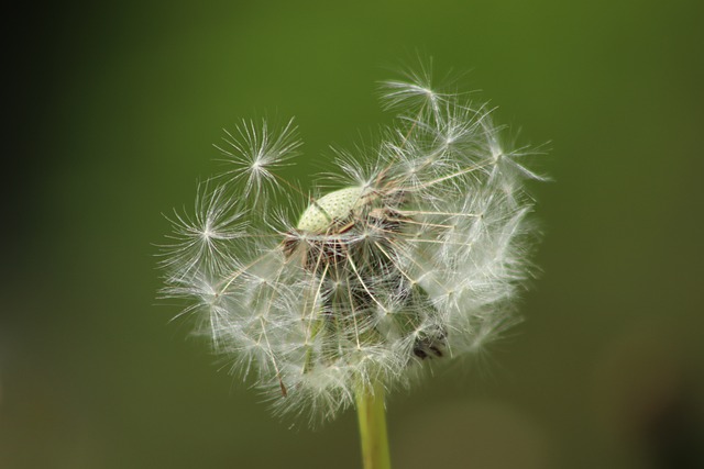 Exploring THCA Flower’s Impact on Mental Clarity and Potential Side Effects