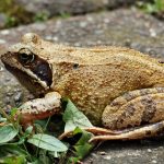 Exploring the Side Effects of High-CBD THCA Hemp Flower Use