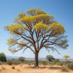 Global Reach of Acacia: From Environment to Culture