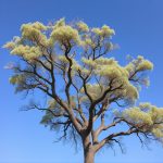 Unveiling the Global Reach and Resilience of Acacia Trees