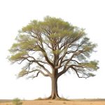 Exploring Acacia Tree’s Global Impact and Future Potential