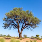 California Acacia vs. Indian Acacia: Key Habitat and Physical Differences