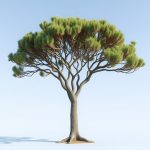 California’s Native Acacia: Unique Features and Role in Ecology