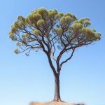 California’s Native Acacia: Unique Adaptations vs. Indian Cousin