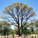 California’s Acacia: Unique Variant from Its Indian Cousin
