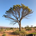 California Acacia vs Indian Acacia: Botanical Comparisons and Ecological Roles