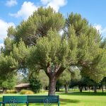 California’s Acacia: A Comparative Study with Indian Varieties