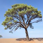 California Acacia vs Indian Acacia: Climate and Ecosystem Differences