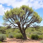 California’s Unique Acacia: A Comparative Journey with Indian Varieties