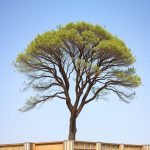 California Acacia: Unique Traits, Threats, and Conservation in a Changing Climate