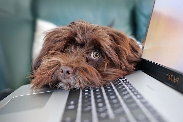 Maximizing Knowledge Sharing & Revenue: Private Blog Network Strategies