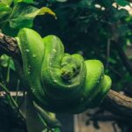 探索 Python：從基礎到實用資源的全面指南