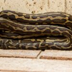 Unleashing Power: Python for Machine Learning Applications