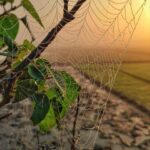 Web Development’s Future: Trends Shaping 2026 Revolution