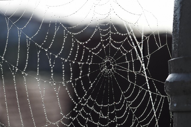 web
