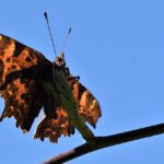 Mastering C: Fundamentals to Advanced Functions