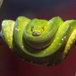 Master Python: Core to Advanced Programming Techniques