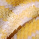 Python Programming: From Basics to Web Dev Mastery