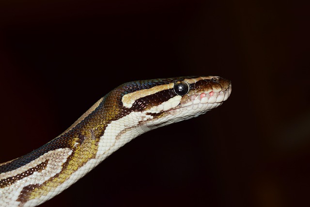 python