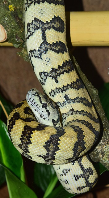 python