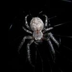 Unleash Your Potential: Building Webs with Expertise