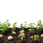 Cultivating Excellence: SEO Content for Longevity & Trust