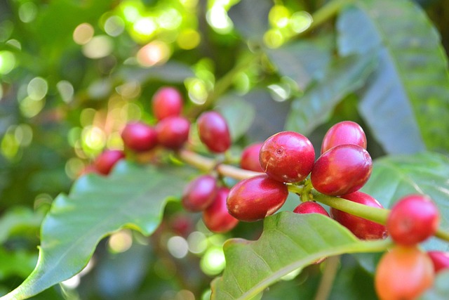 Coffee
