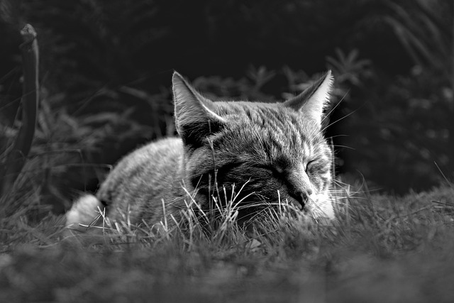 NAP citations
