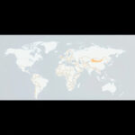 Optimizing Global Load Times with PageSpeed Insights Authority