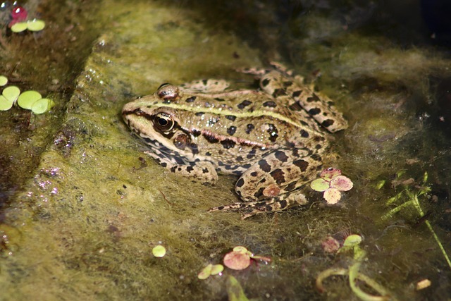 Screaming Frog
