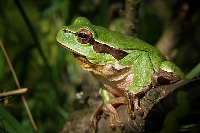 Screaming Frog